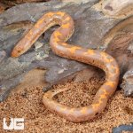 ug_Baby Paradox Albino Kenyan Sand Boa_1.jpg