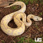 ug_Baby Female Banana Pastel Leopard OD Mahogany Het Clown Ball Python _4.jpg
