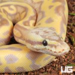 ug_Baby Female Banana Pastel Leopard OD Mahogany Het Clown Ball Python _2.jpg