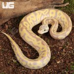ug_Baby Female Banana Pastel Leopard OD Mahogany Het Clown Ball Python _1.jpg