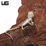 ug_hypo_inferno_leatherback_dunner_4.jpg
