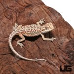 ug_hypo_inferno_leatherback_dunner_3.jpg