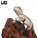 ug_hypo_inferno_leatherback_dunner_2.jpg