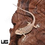 ug_hypo_inferno_leatherback_dunner_1.jpg
