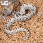 ug_Baby Arctic Axanthic Anaconda Poss Het Albino Western Hognose Snake_1.jpg