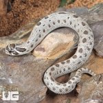 ug_Baby Arctic Axanthic Anaconda Poss Het Albino Western Hognose Snake_4.jpg
