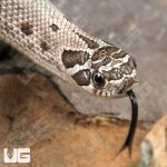 ug_Baby Arctic Axanthic Anaconda Poss Het Albino Western Hognose Snake_3.jpg