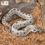 ug_Baby Arctic Axanthic Anaconda Poss Het Albino Western Hognose Snake_2.jpg
