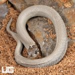 ug_Baby Axanthic Super Anaconda Het Albino Western Hognose Snake_4.jpg