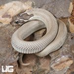 ug_Baby Axanthic Super Anaconda Het Albino Western Hognose Snake_3.jpg