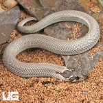 ug_Baby Axanthic Super Anaconda Het Albino Western Hognose Snake_2.jpg