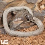 ug_Baby Axanthic Super Anaconda Het Albino Western Hognose Snake_1.jpg