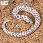 ug_Baby Female Moon Dust Western Hognose Snake_1.jpg
