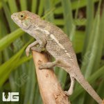 ug_Baby_Panther_Chameleon_3.jpg
