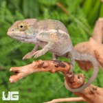 ug_Baby_Panther_Chameleon_2.jpg