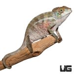 ug_6-8_inch_panther_chameleon_3.jpg
