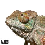 ug_6-8_inch_panther_chameleon_4.jpg