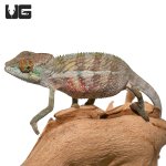 ug_6-8_inch_panther_chameleon_2.jpg
