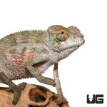 ug_6-8_inch_panther_chameleon_1.jpg