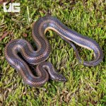 UG_Rice Paddy Snake_4.jpg
