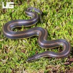 UG_Rice Paddy Snake_3.jpg