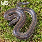 UG_Rice Paddy Snake_2.jpg
