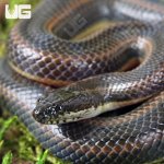 UG_Rice Paddy Snake_1.jpg