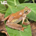 ug_Javan Flying Frog_4.jpg