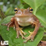 ug_Javan Flying Frog_3.jpg