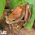 ug_Javan Flying Frog_2.jpg