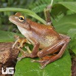 ug_Javan Flying Frog_1.jpg