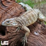 ug_Baby_Rhino_Iguana_4.jpg