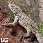 ug_Baby_Rhino_Iguana_5.jpg