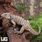 ug_Baby_Rhino_Iguana_3.jpg