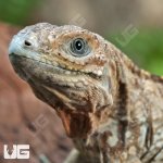 ug_Baby_Rhino_Iguana_1.jpg