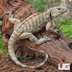 ug_Baby_Rhino_Iguana_2.jpg