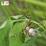 UG_Banded Garden Spider_3.jpg