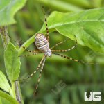 UG_Banded Garden Spider_4.jpg