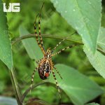 UG_Banded Garden Spider_2.jpg