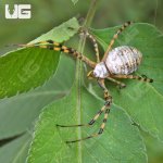 UG_Banded Garden Spider_1.jpg