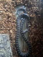 IMG_6148.jpeg