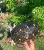 IMG_5242.jpeg