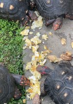 IMG_5245.jpeg
