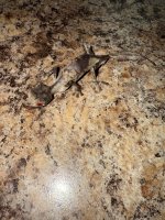 IMG_7835.jpeg