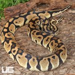 ug_Adult Female Pastel Het Hypo Clown Pied Ball Python_3.jpg