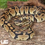 ug_Adult Female Pastel Het Hypo Clown Pied Ball Python_2.jpg