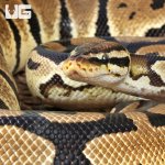 ug_Adult Female Pastel Het Hypo Clown Pied Ball Python_1.jpg