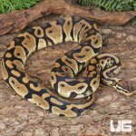 ug_Adult Female Pastel Het Hypo Clown Pied Ball Python_4.jpg