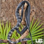 ug_Halmahera Keelback Snake_5.jpg