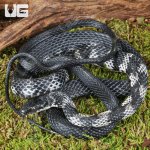 ug_Halmahera Keelback Snake_3.jpg